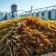 Sugar cane harvest at processing facility as global sugar prices fall from recent highs