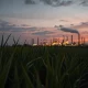 Sugar cane field with oil refinery on horizon, representing the link between sugar and crude oil prices.