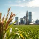 Sugar cane and ethanol refinery showing connection between agriculture and energy markets as sugar prices surge
