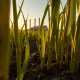 Sugar cane and ethanol production connection as crude oil surge impacts commodity markets in March 2026