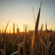 Sugar cane field with ethanol refinery illustrating the sugar-to-ethanol production shift impacting global sugar prices.