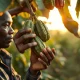 Cocoa pods on a tree in West Africa with farmer inspection.