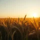 A wheat field under a sky, representing grain market movements.