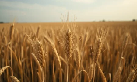 Analysis of declining wheat futures prices in March 2026 amid USDA data and market conditions.