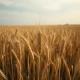 Analysis of declining wheat futures prices in March 2026 amid USDA data and market conditions.