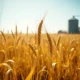 Wheat field with price data showing midday decline in wheat futures markets