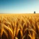 Golden wheat field representing the March 2026 commodity rally and strong export sales data.