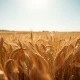A wheat field under a clear sky, representing agricultural commodity markets.