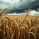 Wheat field under stormy skies symbolizes the March 2026 commodity market downturn and price pressure.