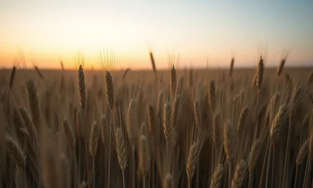 Wheat field monitoring as commodity markets show early Tuesday losses in futures trading
