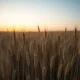 Wheat field monitoring as commodity markets show early Tuesday losses in futures trading