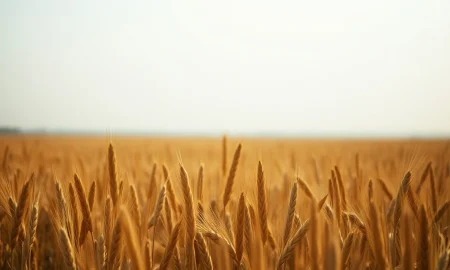 Farmer examining wheat in field as commodity markets show early Tuesday losses