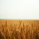 Farmer examining wheat in field as commodity markets show early Tuesday losses