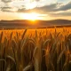 Wheat field at dawn representing commodity market movements and agricultural reporting