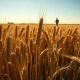 Wheat field under analysis as futures prices fall sharply in March 2026 trading.