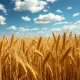 Golden wheat field under a clear sky, representing the commodity rally and midday gains on March 11, 2026.
