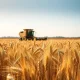 A combine harvester works in a field of ripe wheat under a blue sky.