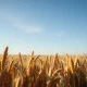 A wheat field representing the agricultural commodities market where futures traded mixed.