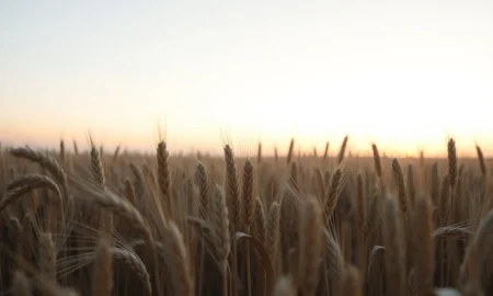 Wheat field under sky symbolizes falling wheat futures market on March 10, 2026.