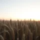 Wheat field at dawn on March 11, 2026, representing falling wheat futures prices in commodity markets