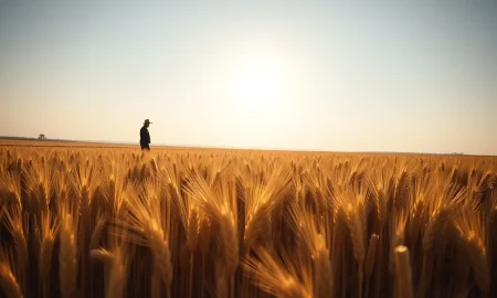 A golden wheat field representing the agricultural commodity that rallied in futures markets.