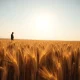 A golden wheat field representing the agricultural commodity that rallied in futures markets.