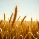 Golden wheat stalks in a field representing the March 2026 wheat futures rally.