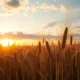 A golden wheat field under a sunset sky, representing agricultural commodity markets.
