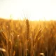 Golden wheat stalks in a field representing the March 2026 wheat futures market rally.
