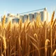 Wheat harvest in field representing commodity market rally on March 11, 2026