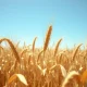 Wheat futures decline at midday on March 10, 2026, as analyzed by Barchart.