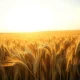 A vast wheat field representing the agricultural commodity surge in grain markets on March 6, 2026.