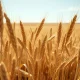 Golden wheat field representing the midday rally in wheat futures prices on March 11, 2026.