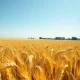 A thriving wheat field under a clear sky, representing the strong commodity rally and agricultural market conditions in March 2026.