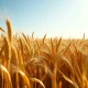 Golden wheat field representing the March 2026 agricultural commodities rally and price surge.