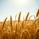 Golden wheat stalks symbolize the sharp rally in wheat futures prices on March 7, 2026.