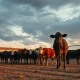 Cattle in a feedlot with a dramatic sky, representing the livestock market.