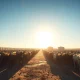 Cattle in a feedlot with futures market data overlay.