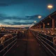 Cattle in a feedlot with futures price charts overlaid in the background.