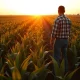 A cornfield at dusk, representing the agricultural commodity market.