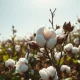 A cotton field showing open bolls, illustrating the crop condition data referenced in the report.