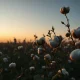 A cotton field at dusk with mature bolls, representing commodity market pressures.