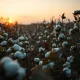 A cotton field at dusk, representing the commodity market discussed in the article.