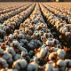 A cotton field at harvest time, representing the agricultural commodity market.