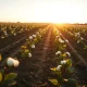A cotton field showing early season planting progress.