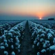A cotton field at dusk, representing the agricultural commodity market.