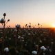 Cotton field at sunset with cotton bolls on plants