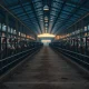 A modern commercial hog farming facility reflecting the livestock market discussed in the article.