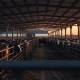 Cattle in a feedlot with futures price data overlay.