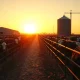 Cattle at a feedlot in the Midwest, with live cattle futures market data overlay
